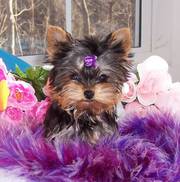 /Excellent Teacup Yorkie Puppies For Free Adoption